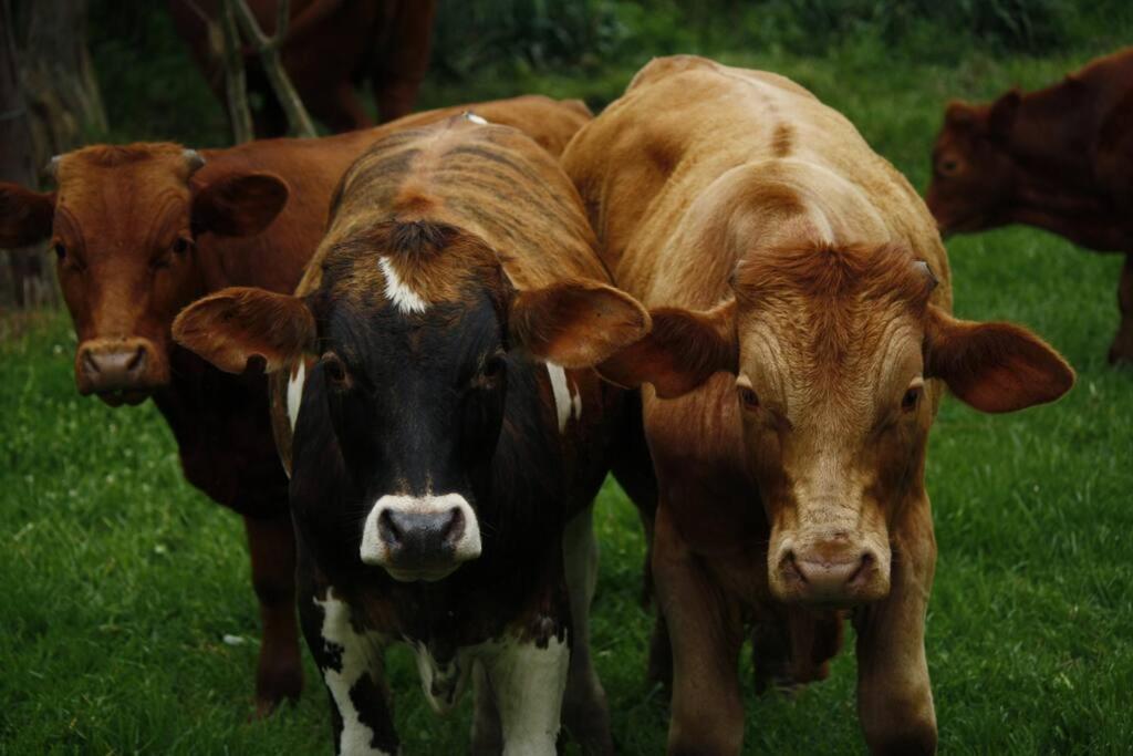 Sheeprun Farmstay Maclear Bagian luar foto
